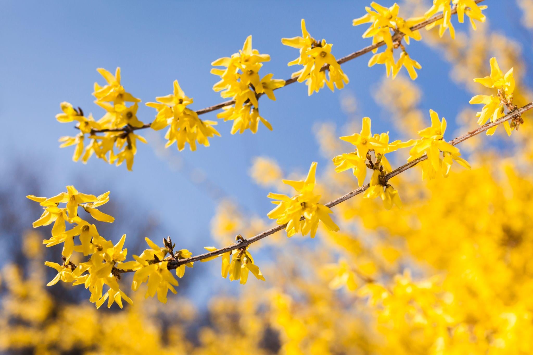 The yellow apricot blossom is the most common and familiar name for this flower, especially in southern Vietnam 